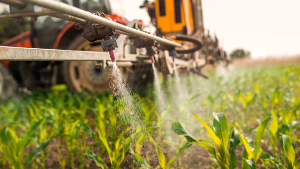 Best Ant Control Services  in Fort Calhoun, NE